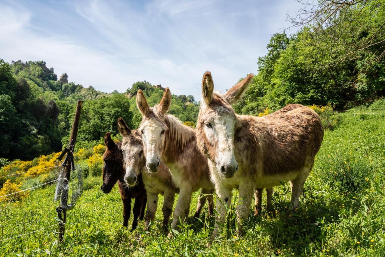 Il Giaggiolo Villa Reggello Buitenkant foto